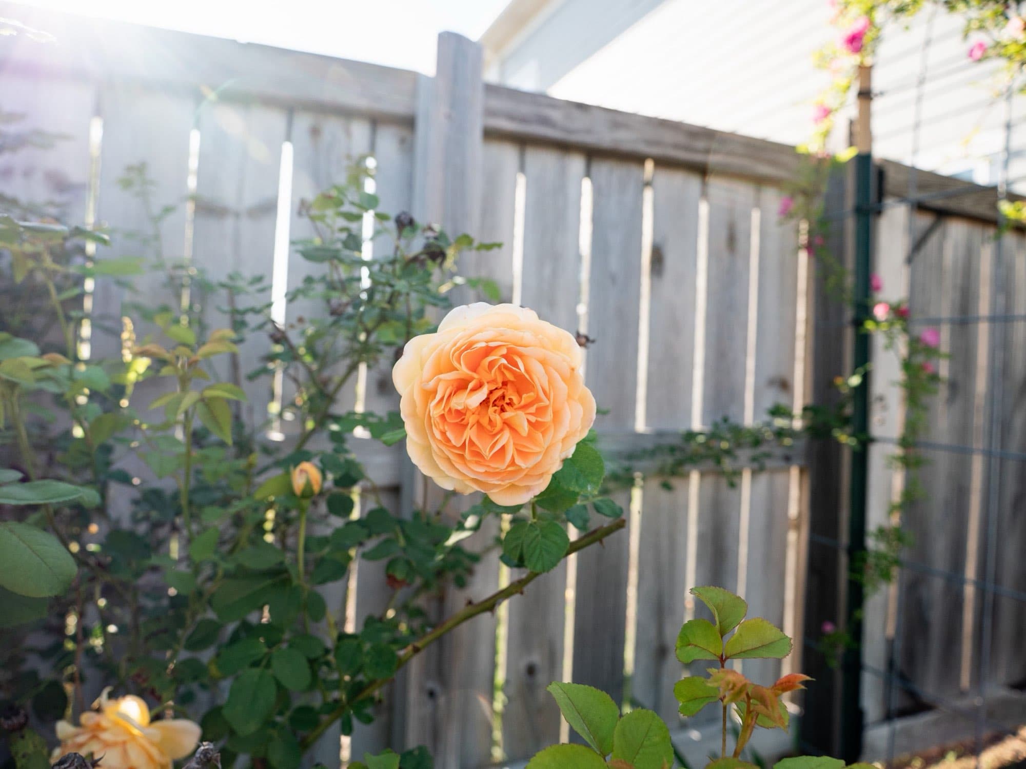 Roses in bloom in the Birmingham Rose Society garden