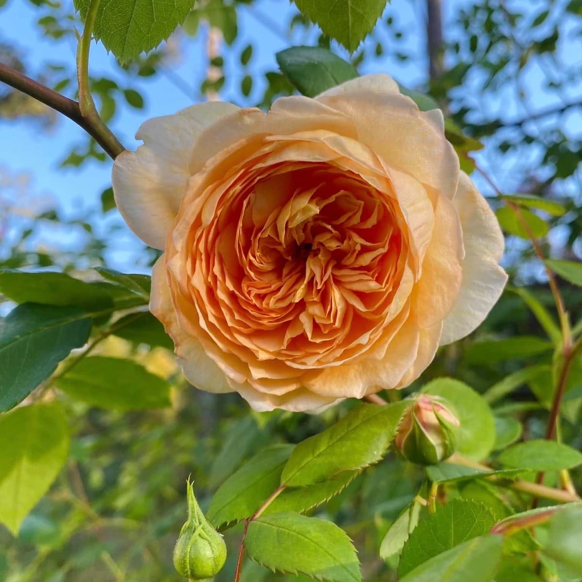 A close-up apricot rose bloom from a Birmingham Rose Society member's garden