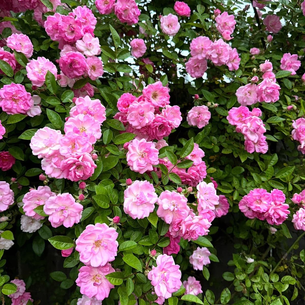 A climbing rose covered in pink blooms in a Birmingham Rose Society member's garden