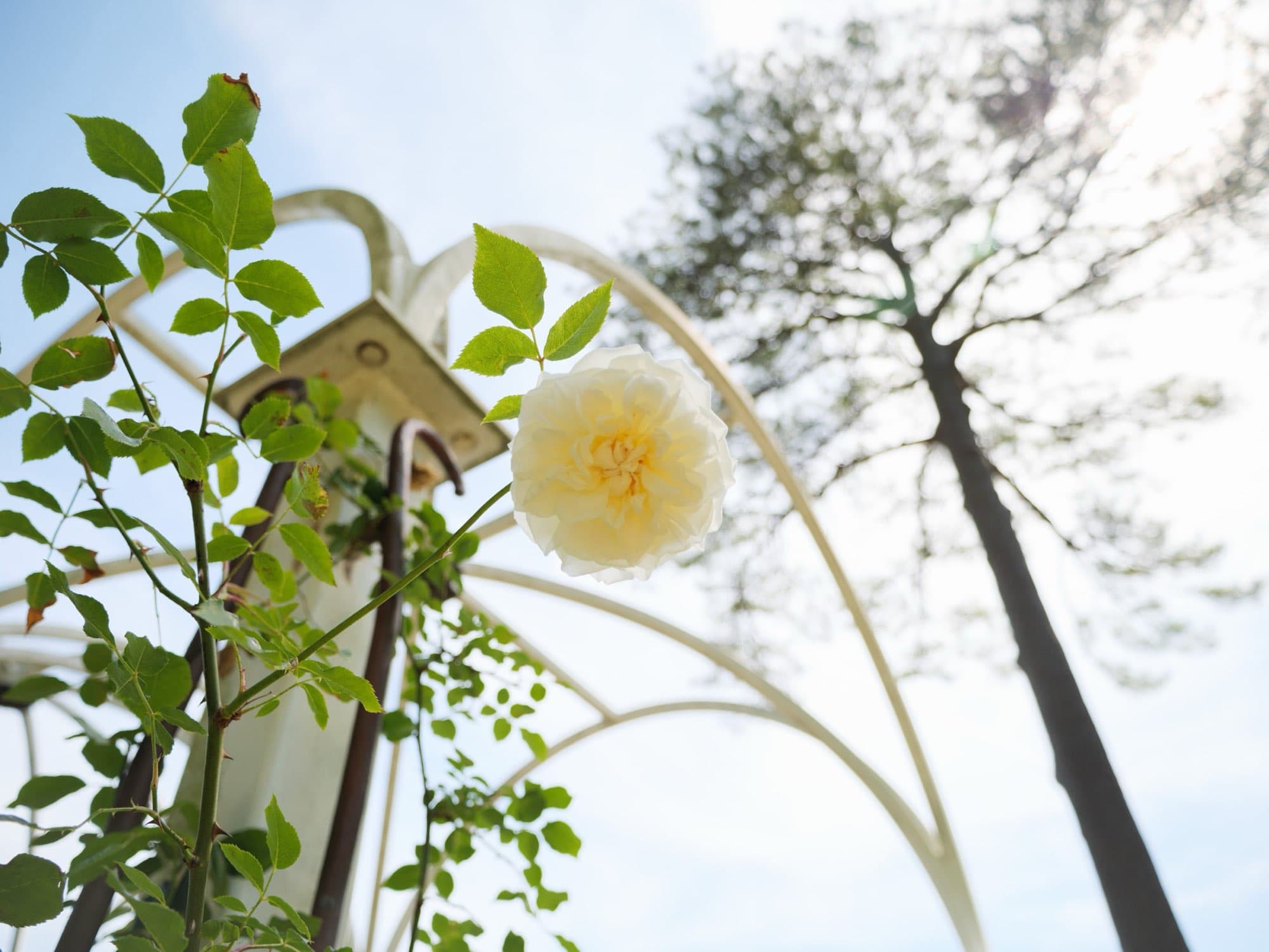Roses in bloom in the Birmingham Rose Society garden